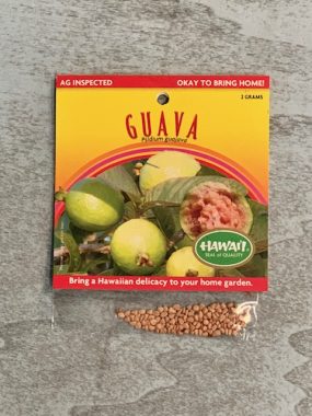 guava seeds