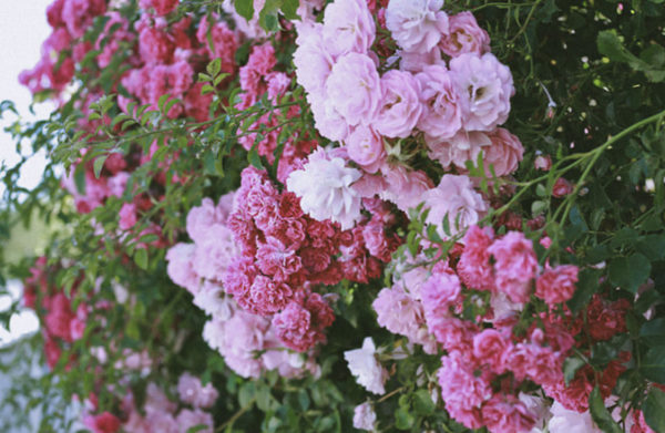 Lokelani Essentials - Rose Hydrosol - Image 2