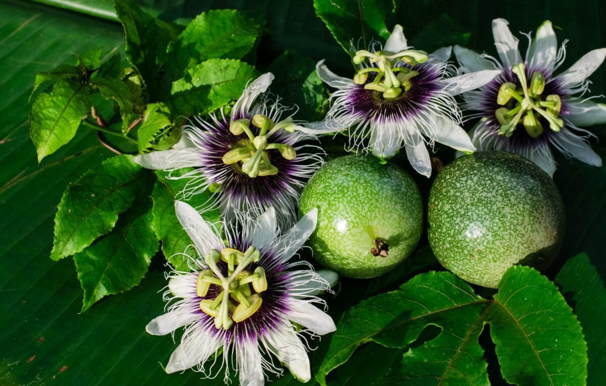 Tutu's Pantry - The Magic of Lilikoi: Hawaii’s Golden Passion Fruit - 3